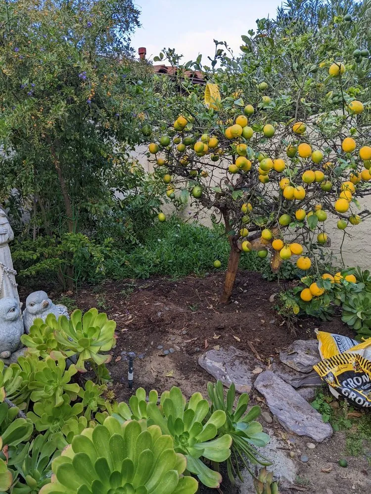 Custom yard cleanup service in Escondido, CA by Grape Vine landscaping