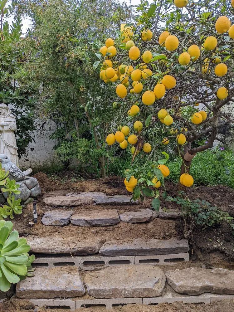 Affordable residential landscaping experts serving Escondido, CA - Grape Vine landscaping