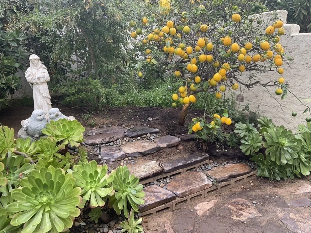 Affordable residential landscaping in Escondido, CA by Grape Vine landscaping