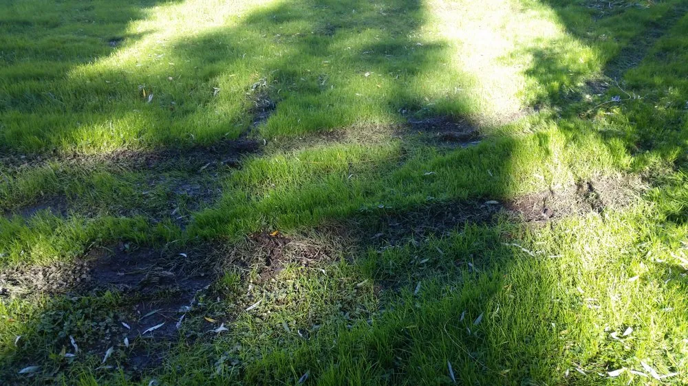 Professional landscaping services in Dedham, MA by Grapes of Wrath Landscaping