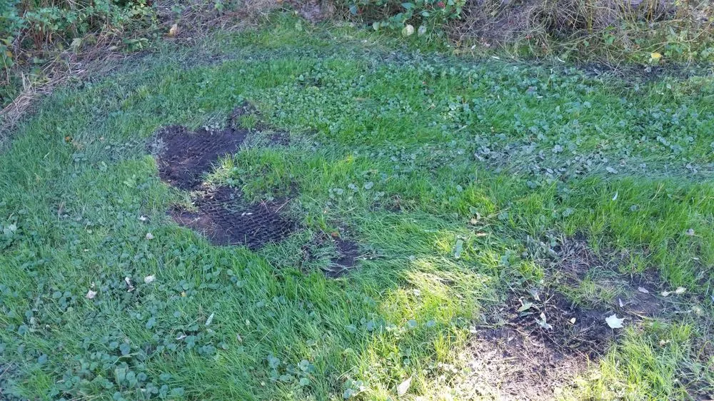 Expert yard cleanup service for beautiful yards across Dedham, MA - Grapes of Wrath Landscaping