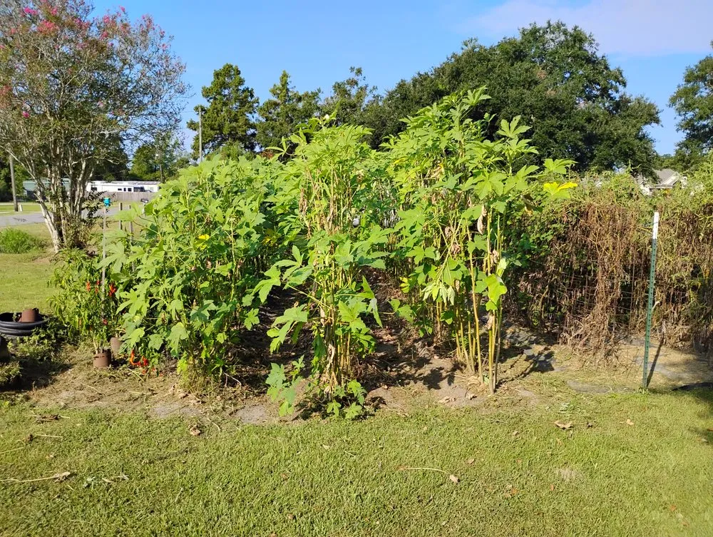 Custom lawn care service in Saint Martinville, LA - Grass & Handy Maintenance