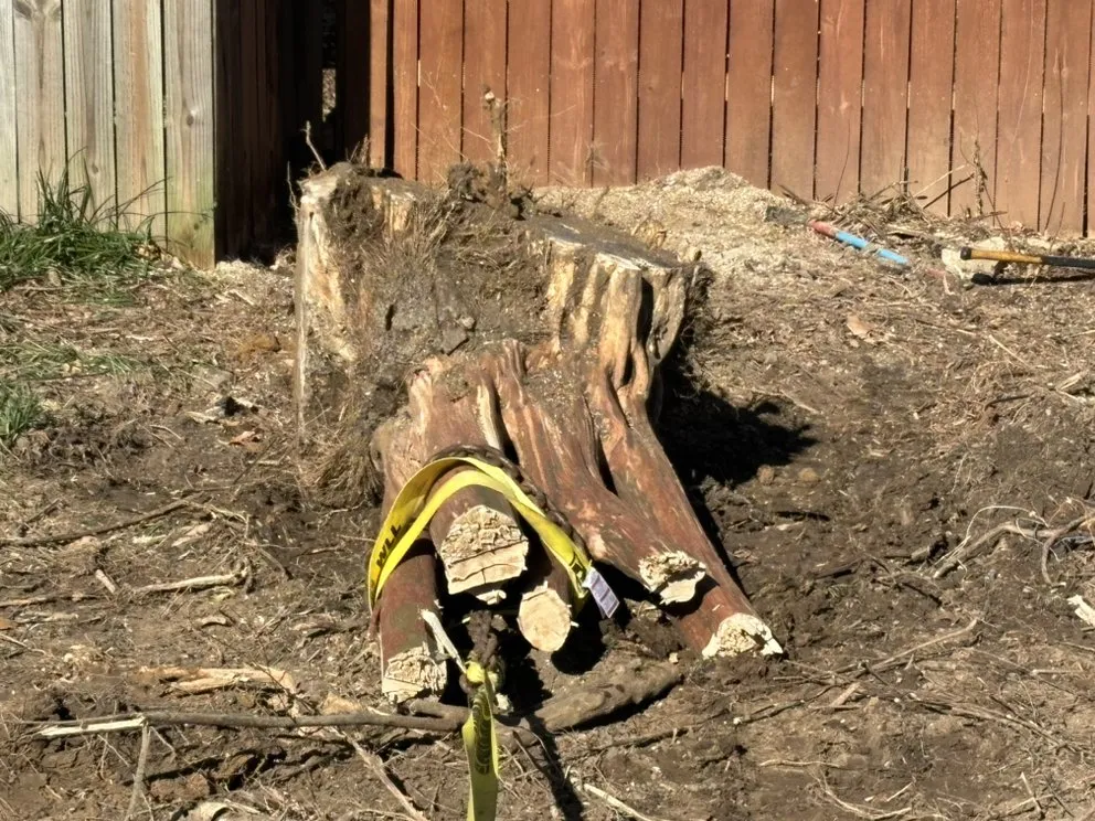 Trusted yard cleanup service in Arlington, TN by Grass and Garden