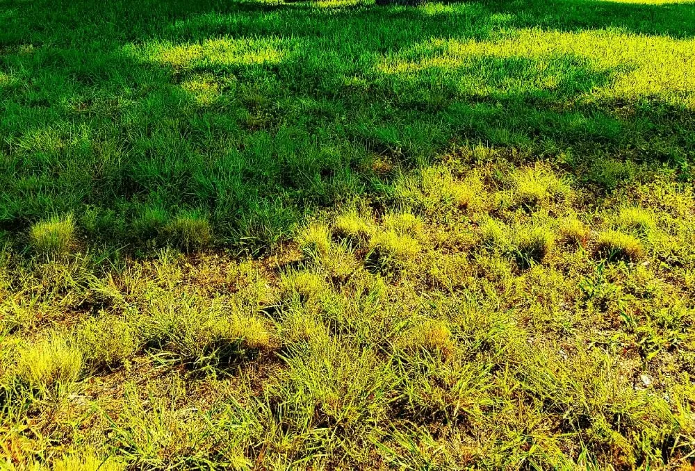 Expert landscape design for beautiful yards across Austin, TX - Grass Assassins