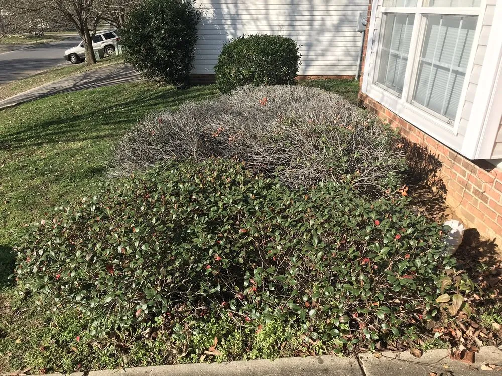 Affordable landscape installation in Mcconnells, SC - Grass Barber