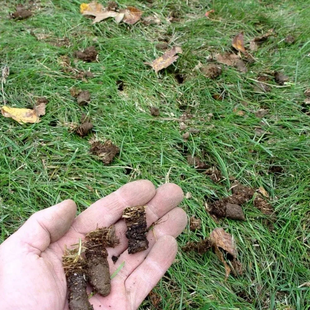 Affordable lawn care service for homes across Deweyville, UT - Grass Busters Lawn Care