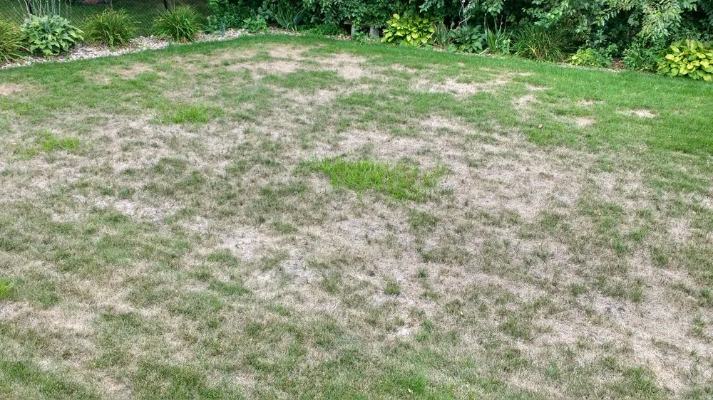 Affordable yard maintenance for year-round maintenance in Ely, IA by Grass Carpet Lawn Service