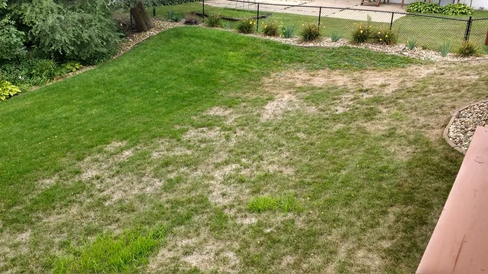 Local yard maintenance in Ely, IA by Grass Carpet Lawn Service