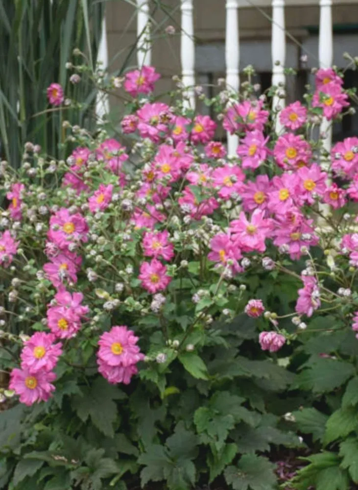 Top-rated garden landscaping for beautiful yards in Webb City, MO by Grass Choppers