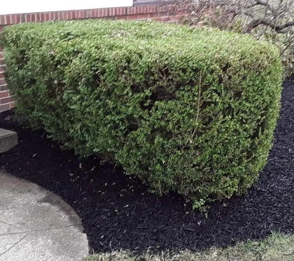 Expert lawn mowing service experts serving Rossford, OH - Grass City Lawn & Land