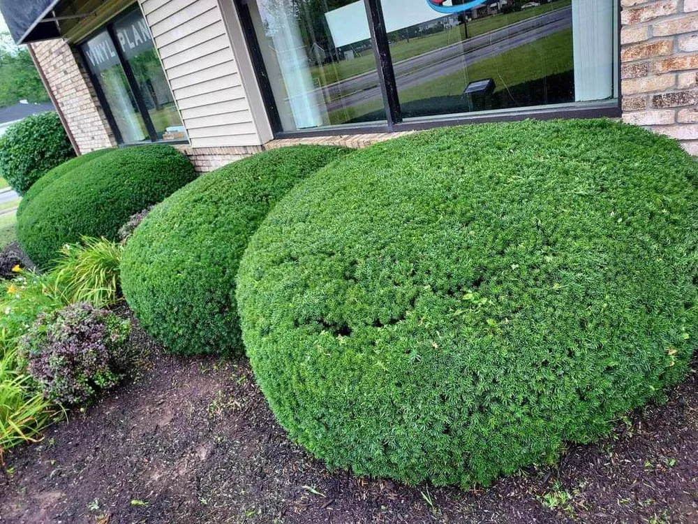 Reliable yard cleanup service in Rossford, OH by Grass City Lawn & Land