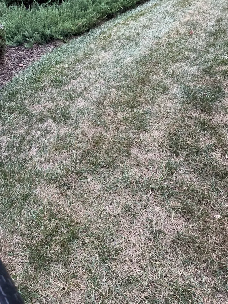 Local yard cleanup service in Burlington, NC by Grass Cuts