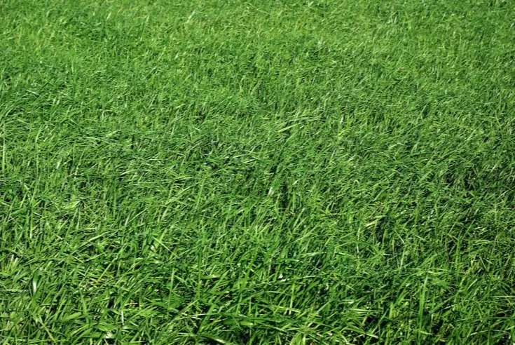 Trusted landscaping services experts serving Beaumont, TX - Grass Cutters