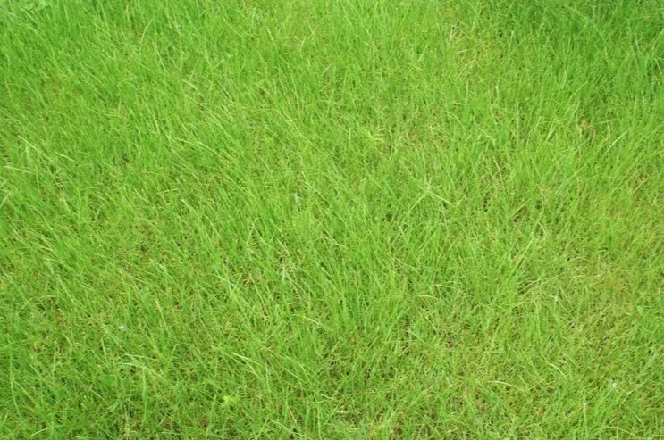 Affordable outdoor landscaping experts serving Beaumont, TX - Grass Cutters