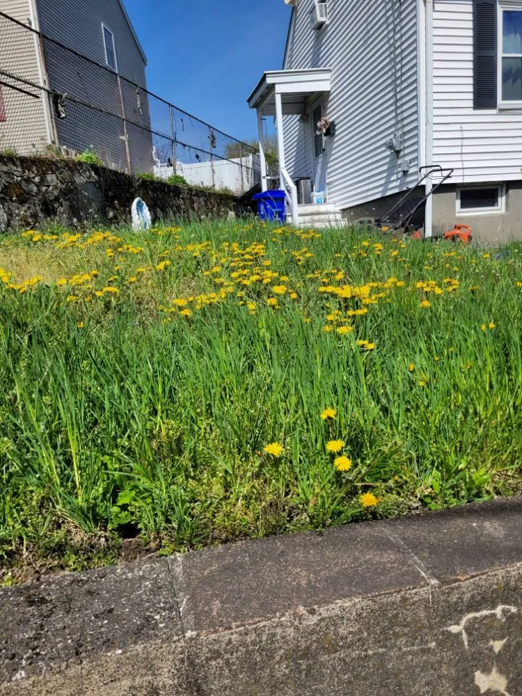 Trusted yard cleanup service in Stoneham, MA by Grass Cutters Lawn Care