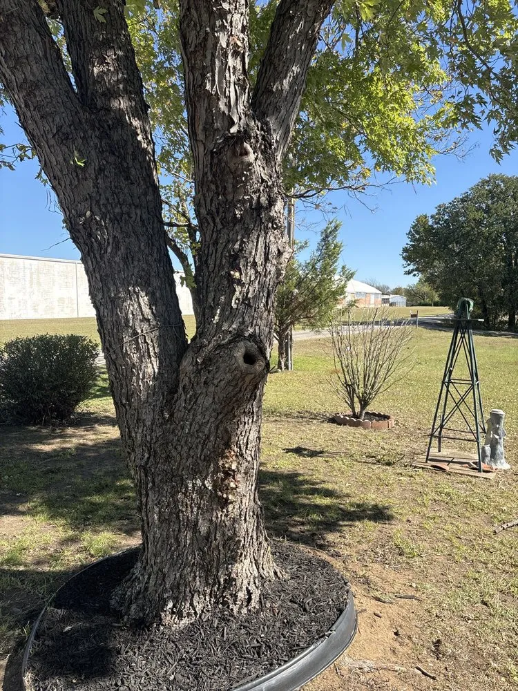 Expert yard cleanup service in Seagoville, TX by Grass Dawgz