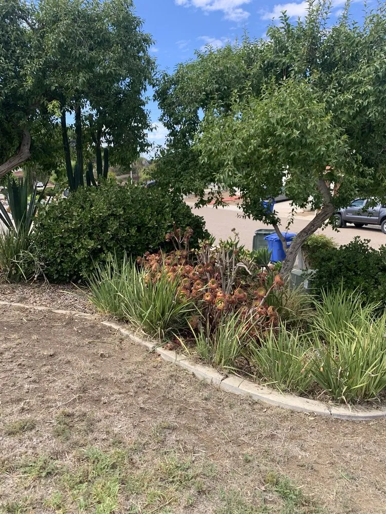 Expert yard maintenance in Spring Valley, CA - Grass Doctor Landscape