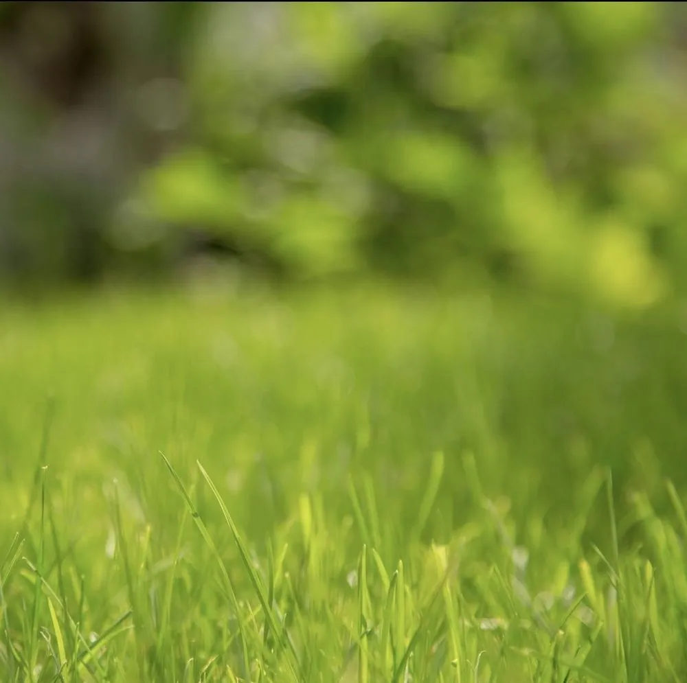 Affordable yard cleanup service experts serving Milwaukee, WI - Grass Empire