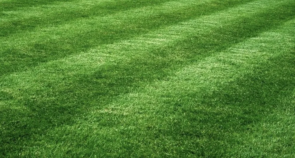 Affordable residential landscaping experts serving Milwaukee, WI - Grass Empire