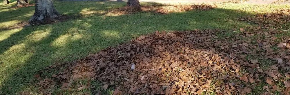 Professional residential landscaping in Sulphur, LA by Grass Etc