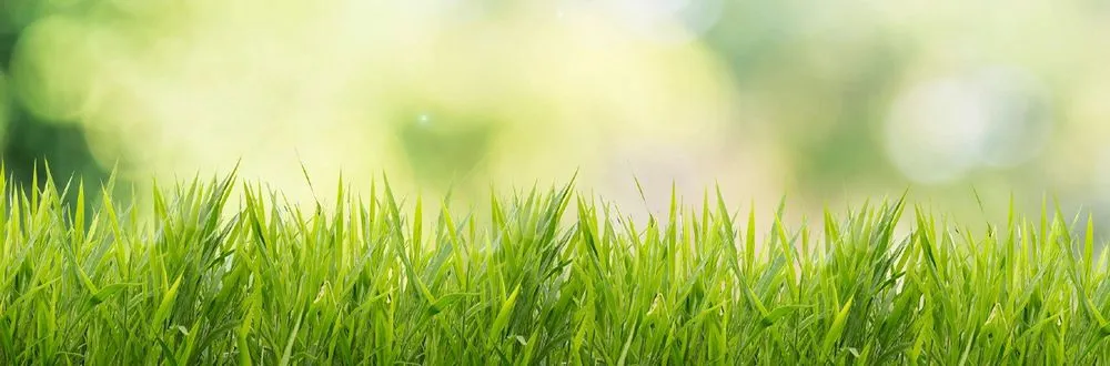 Affordable outdoor landscaping experts serving Sulphur, LA - Grass Etc