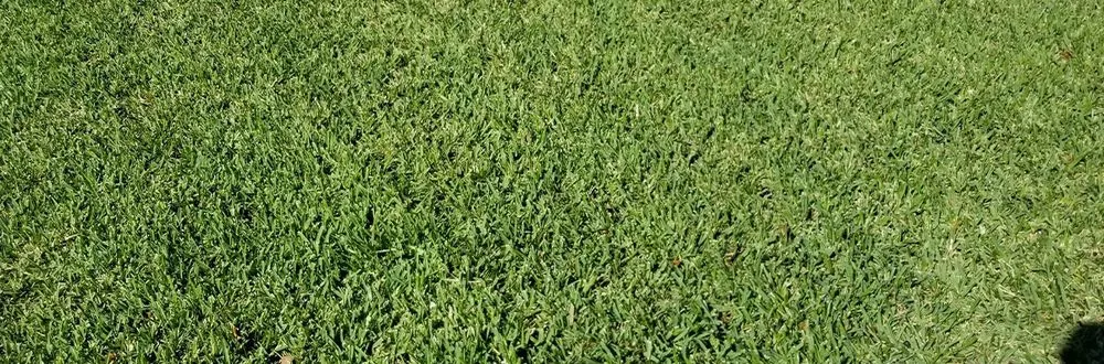 Custom yard cleanup service in Sulphur, LA by Grass Etc