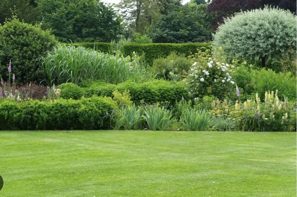 Affordable landscape design in Antioch, CA - Grass exterminators