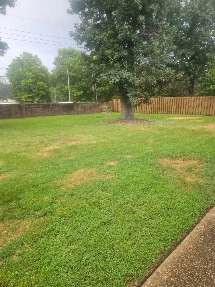 Expert yard cleanup service in New Orleans, LA - Grass Genie