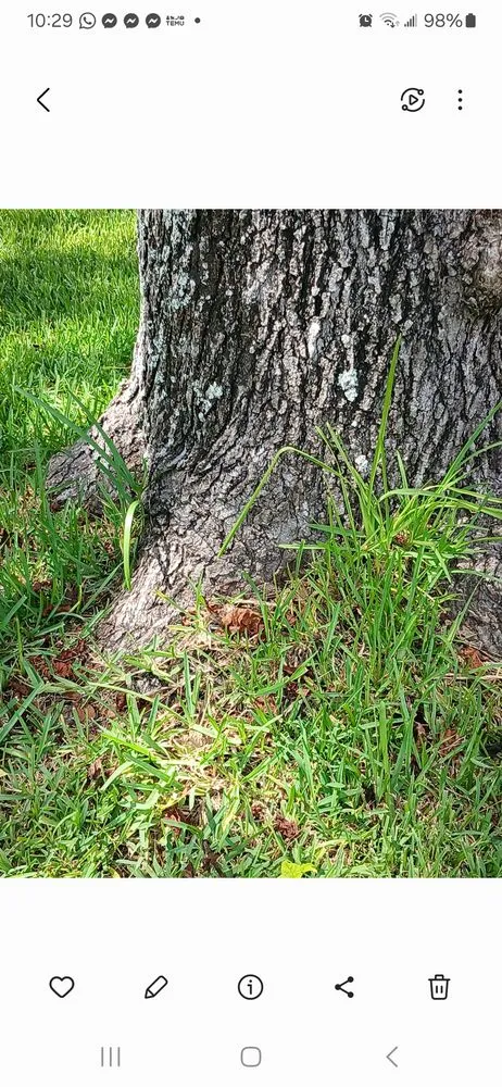 Trusted residential landscaping for homes in Jacksonville, FL by Grass Gremlins Lawn & Landscape