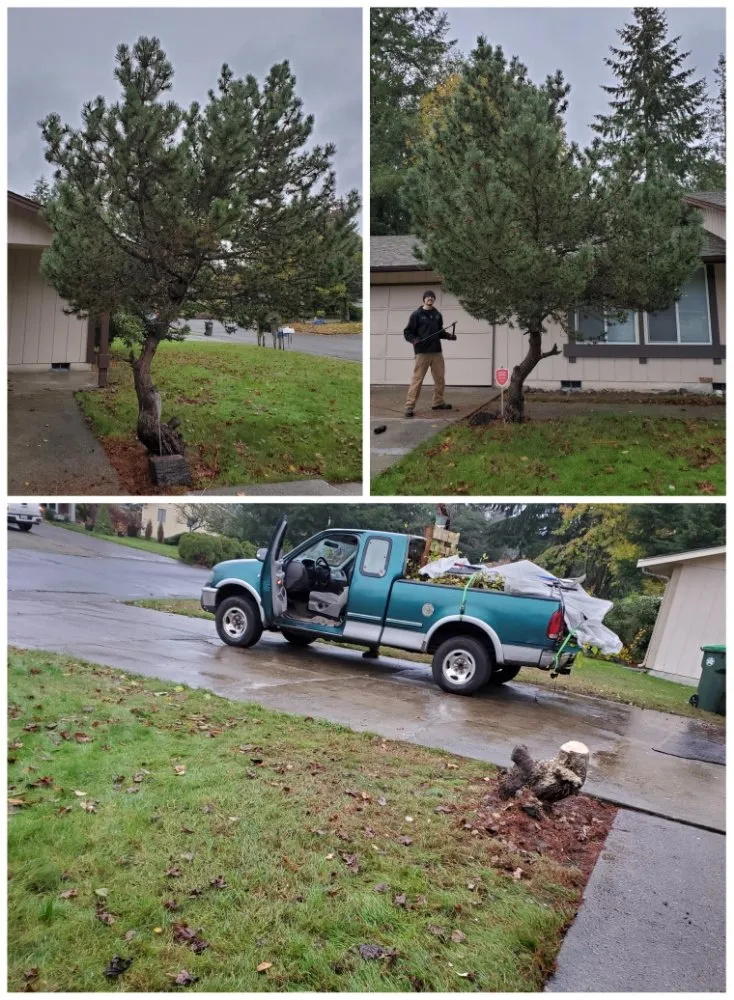 Local yard cleanup service in Lacey, WA by GRASS Ground Renovations And Soil Services
