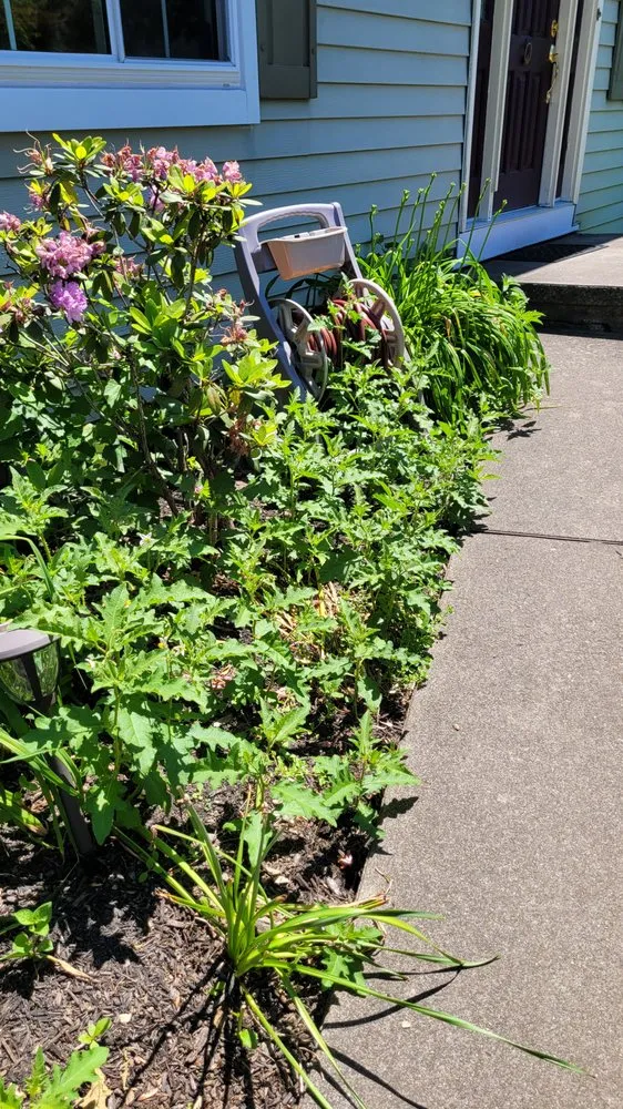 Top-rated landscape design for homes in Camp Hill, PA by Grass Gurus