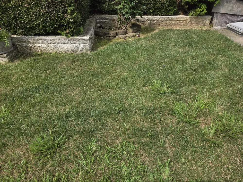 Local lawn care service for homes in Morgantown, WV by Grass Gurus Lawncare