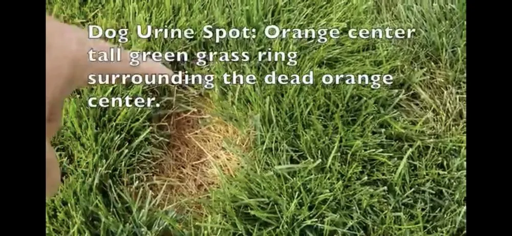 Expert outdoor landscaping for residential properties in Queens, NY by Grass-Hoppers Landscaping