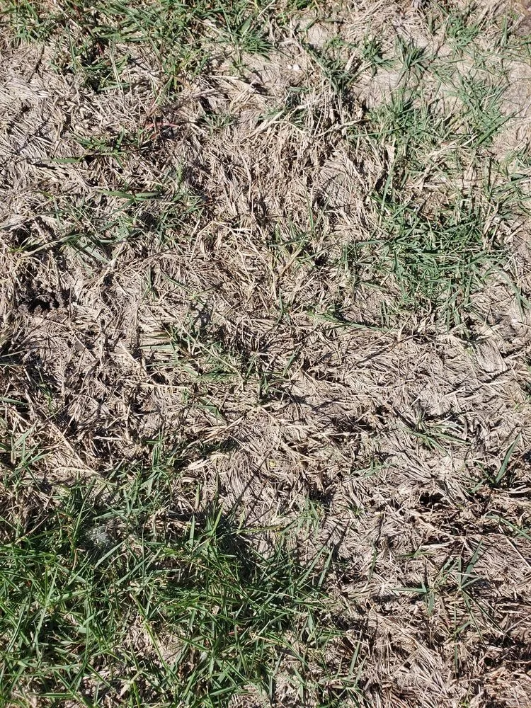 Top-rated outdoor landscaping in Keller, TX - Grass King