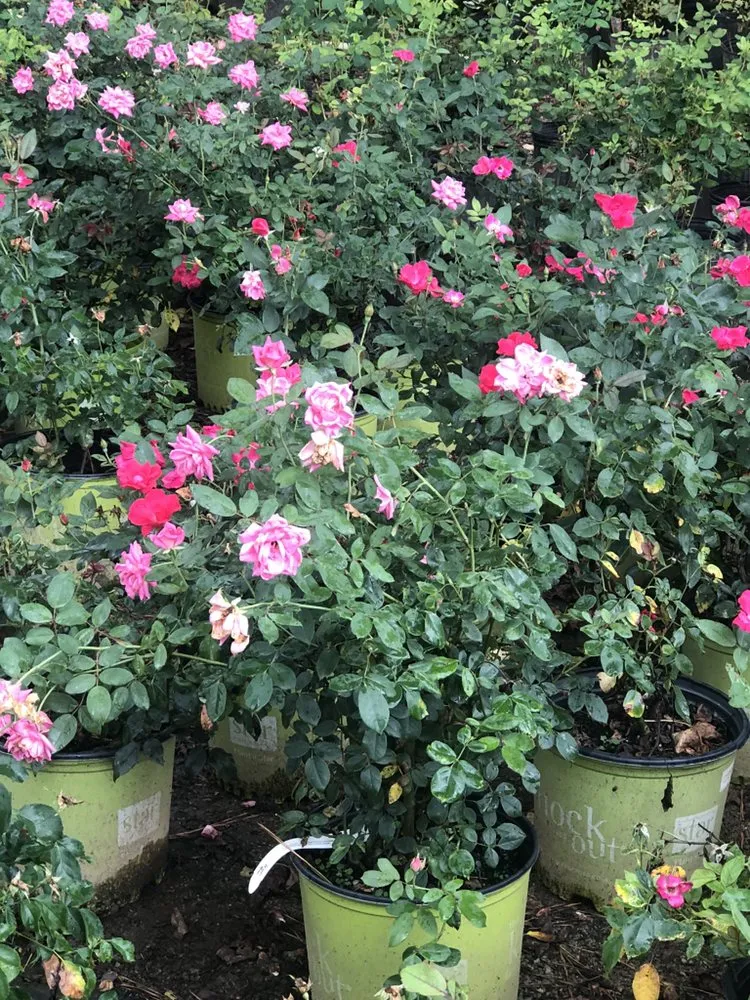 Affordable lawn care service with custom design across Dallas, GA - Grass King Lawn Services