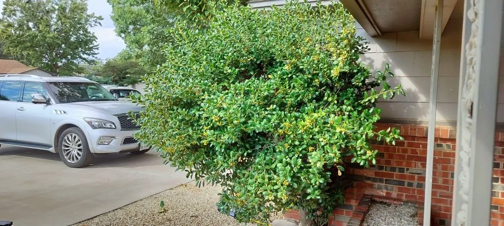 Expert yard cleanup service in Lubbock, TX by Grass King Lawn& Tree Care