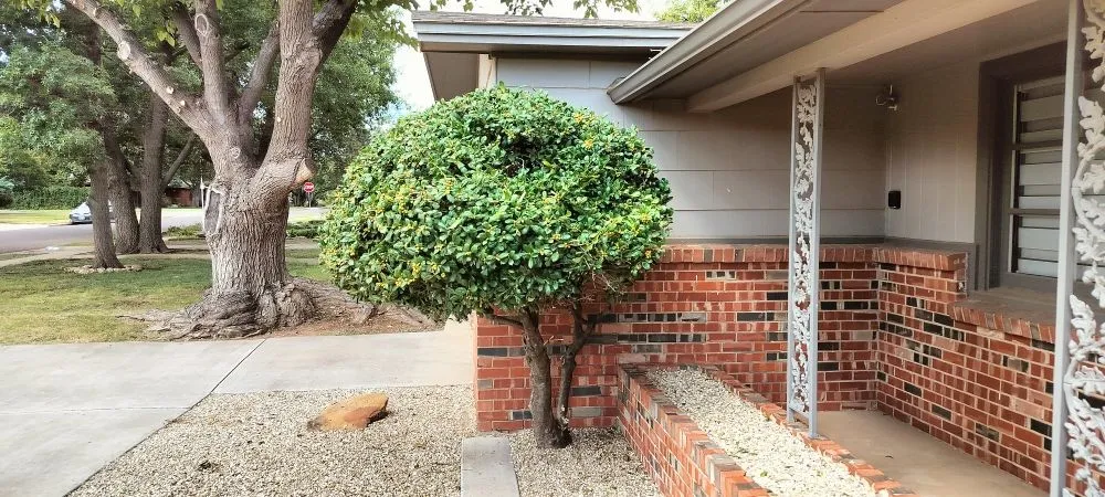 Local landscape design for residential properties in Lubbock, TX by Grass King Lawn& Tree Care