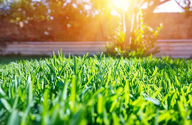 Expert landscaping services for year-round maintenance across Conroe, TX - Grass Knuckles Lawn Care