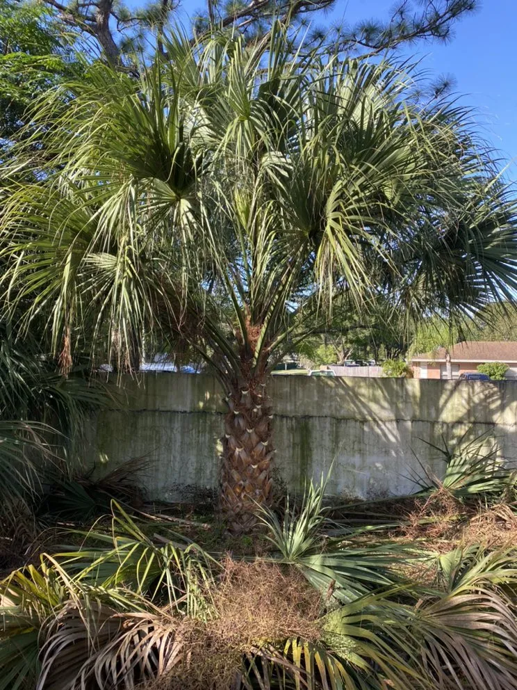 Professional yard maintenance for residential properties in Tampa, FL by Grass Man Tampa