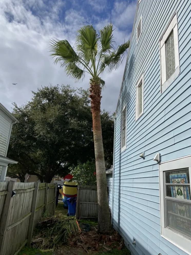 Trusted yard cleanup service in Tampa, FL by Grass Man Tampa