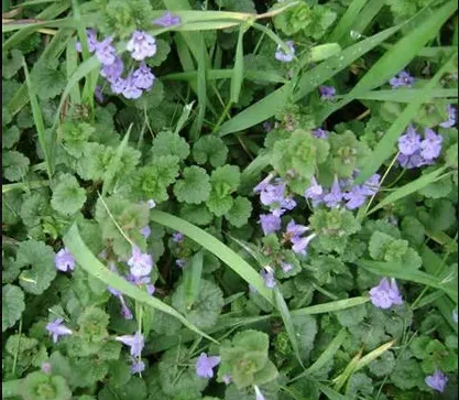 Top-rated yard maintenance in Algona, IA - Grass Masters