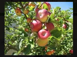 Custom residential landscaping in Algona, IA - Grass Masters