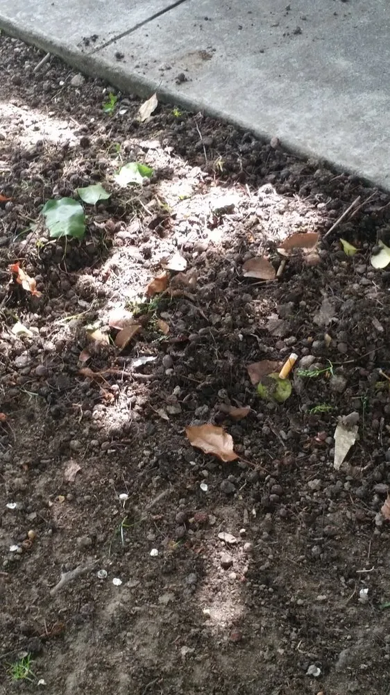 Expert lawn care service experts serving Bakersfield, CA - Grass Masters