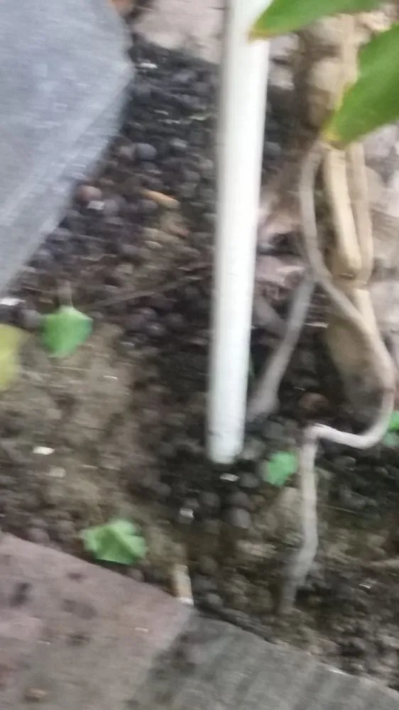 Local yard cleanup service experts serving Bakersfield, CA - Grass Masters