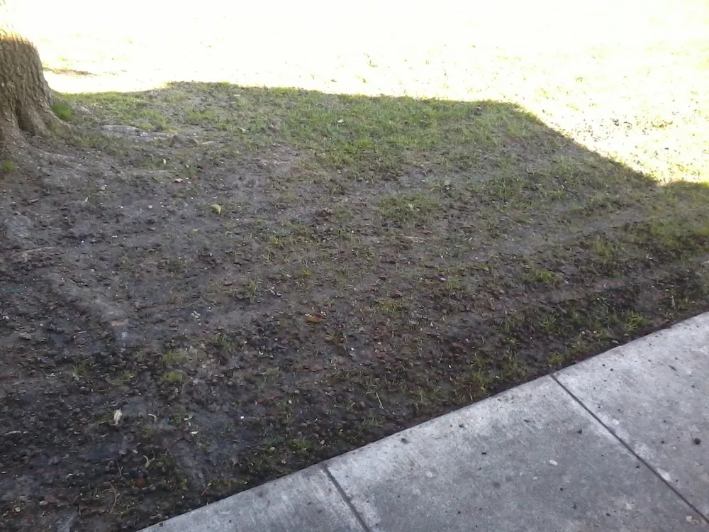 Affordable yard cleanup service in Bakersfield, CA by Grass Masters