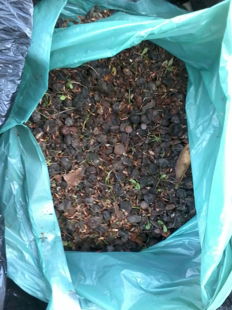 Expert landscaping services experts serving Bakersfield, CA - Grass Masters