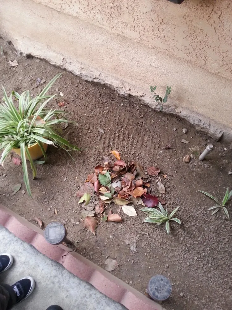 Professional yard cleanup service in Bakersfield, CA - Grass Masters