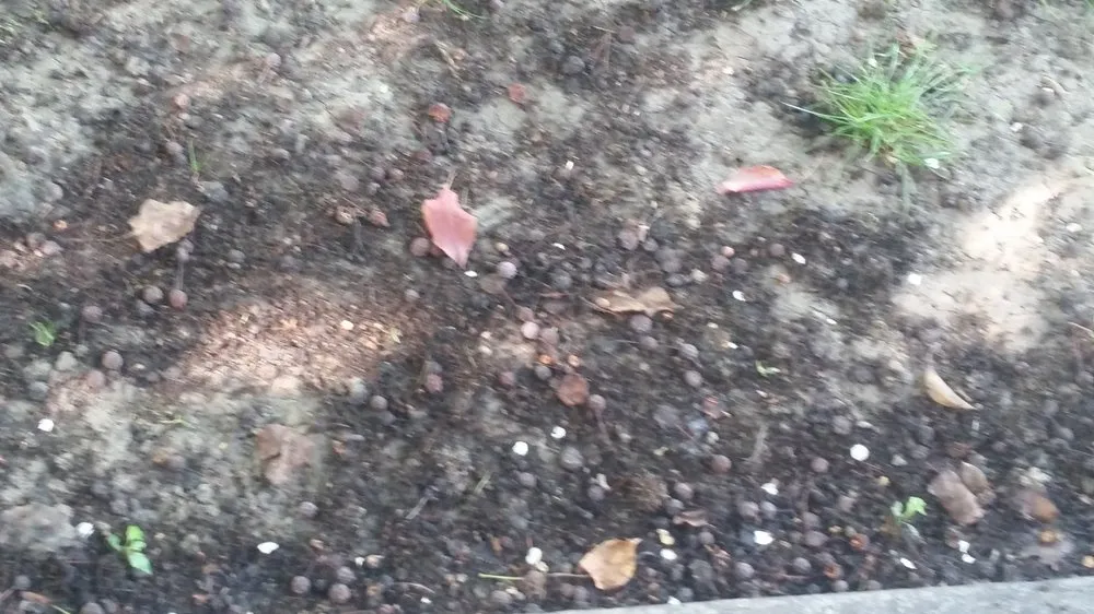 Professional lawn care service in Bakersfield, CA - Grass Masters