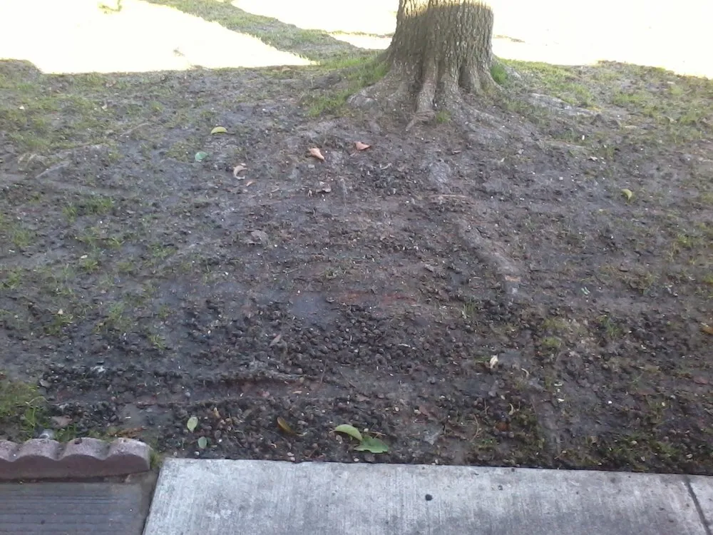 Reliable outdoor landscaping for year-round maintenance across Bakersfield, CA - Grass Masters