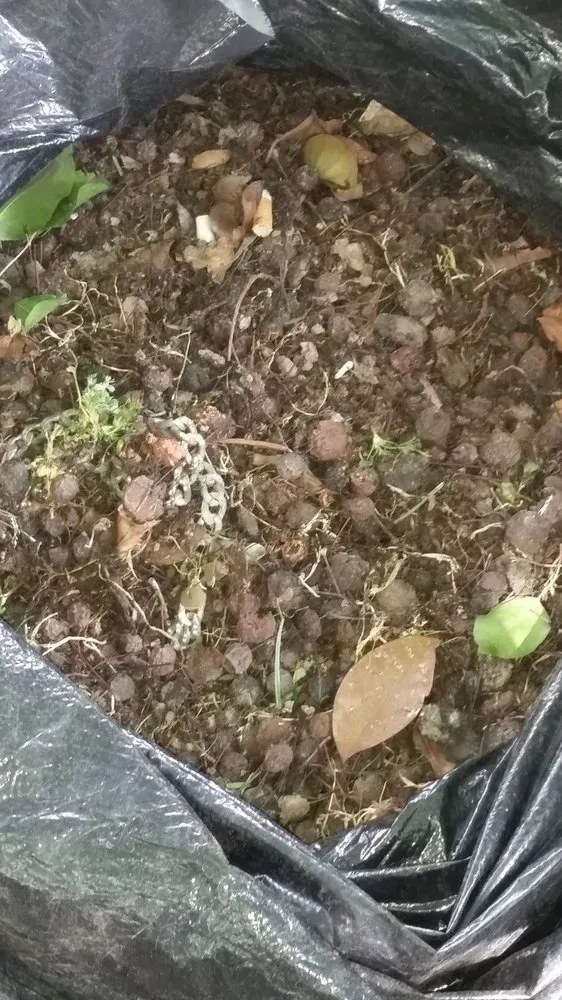 Custom landscape installation in Bakersfield, CA by Grass Masters